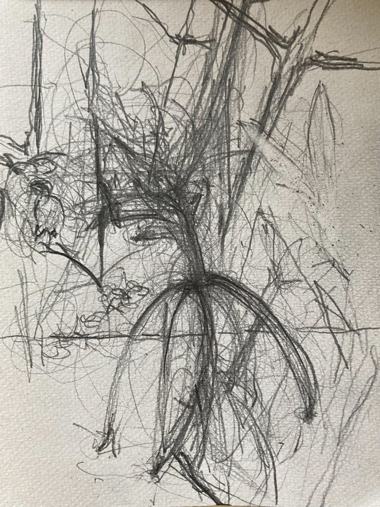 Claudia Liedtke, 2025, easter (ullas oleander), pencil, A4, Berlin